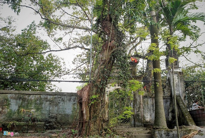 Chuyên gia lý giải vì sao gỗ sưa lại đắt hơn vàng