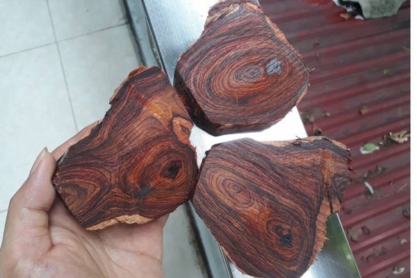 Gỗ ngọc am, trầm hương, gỗ sưa đỏ - 3 loại gỗ quý hiếm bậc nhất Việt Nam, đại gia săn lùng